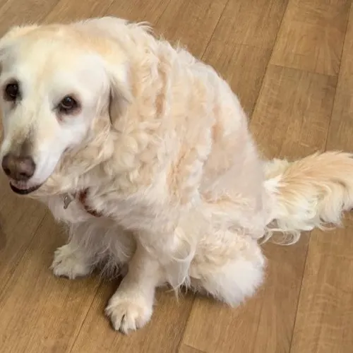 Il cane del progetto con gli animali, seduto sul parquet della sala d'attesa