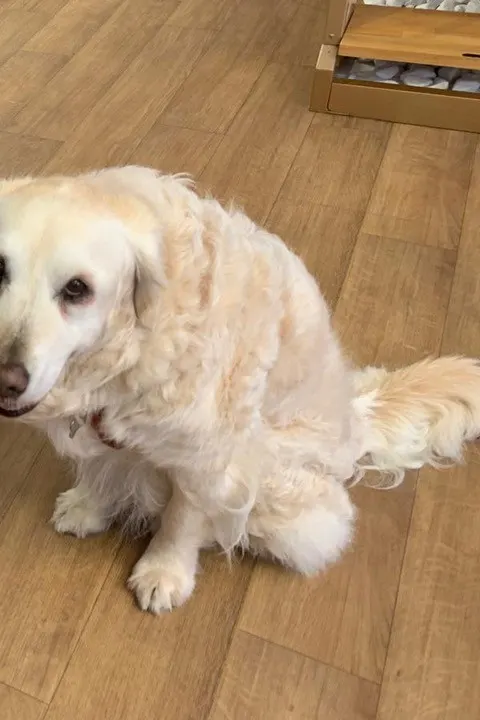 Il cane del progetto con gli animali, seduto sul parquet della sala d'attesa